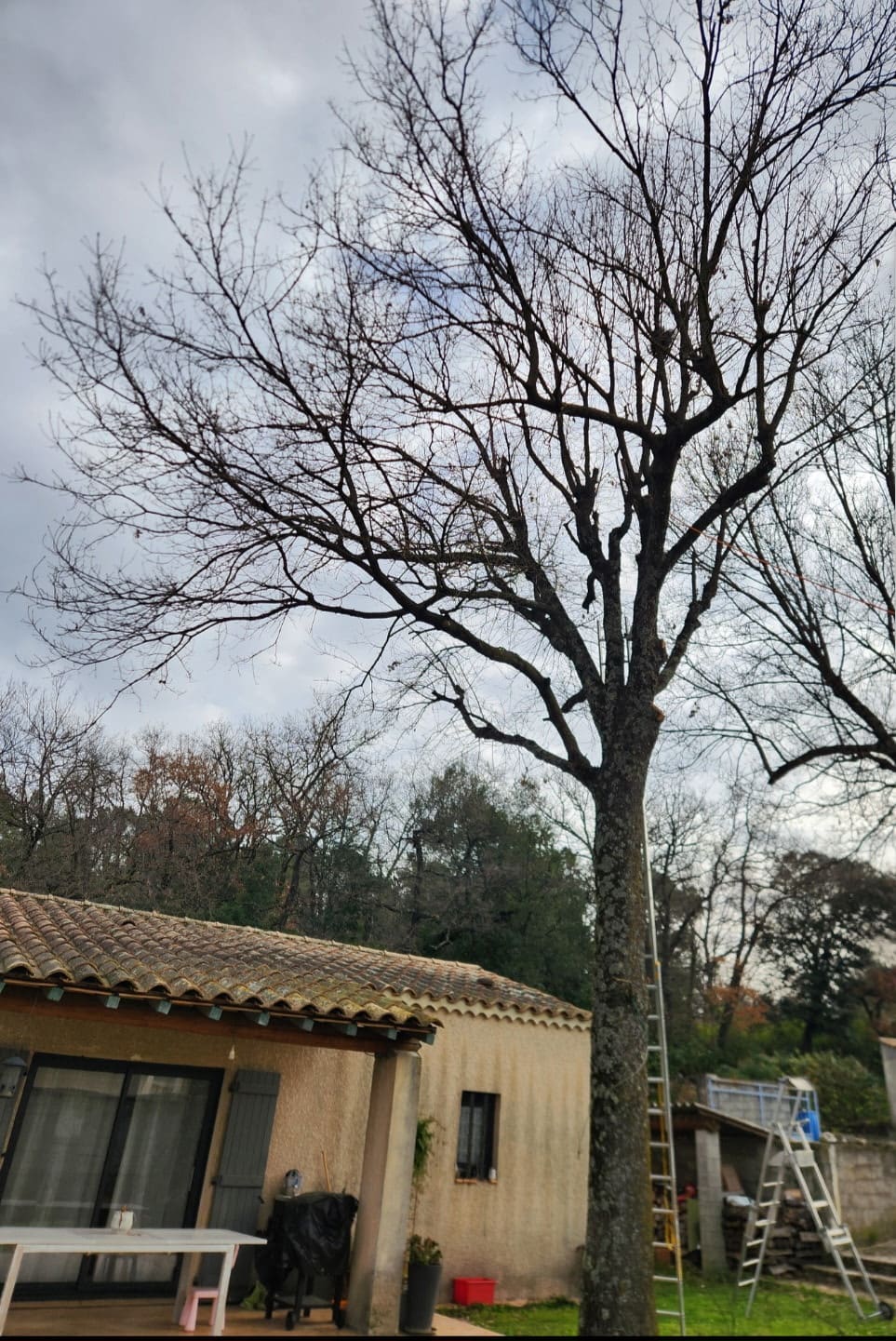 Grand arbre aux branches nues devant une maison, avant intervention